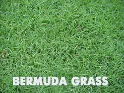 bermudagrass