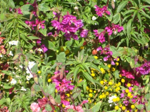 hydroseeded flower garden image