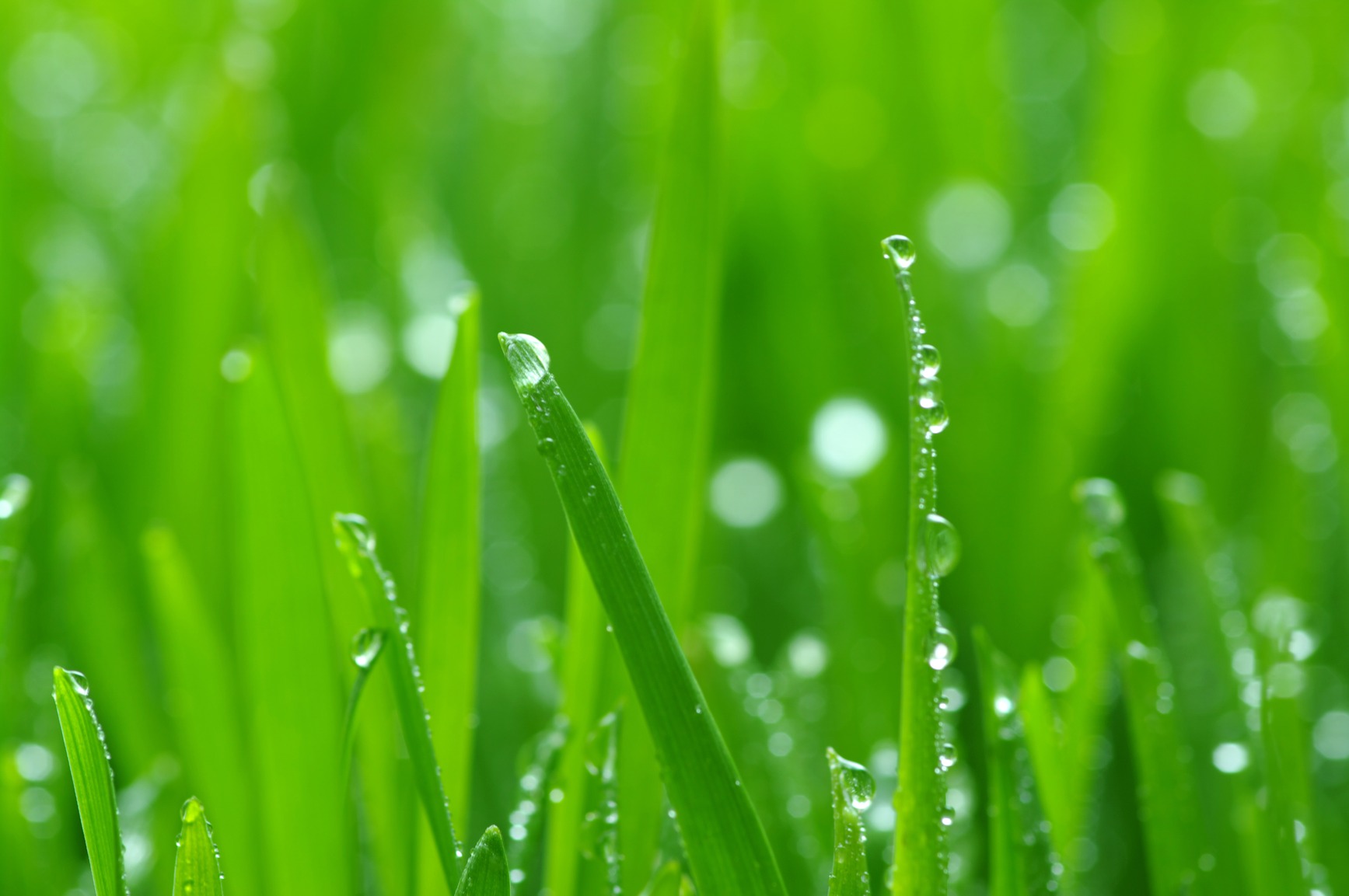 Drought Tolerant Grass 4 Week Blog Series