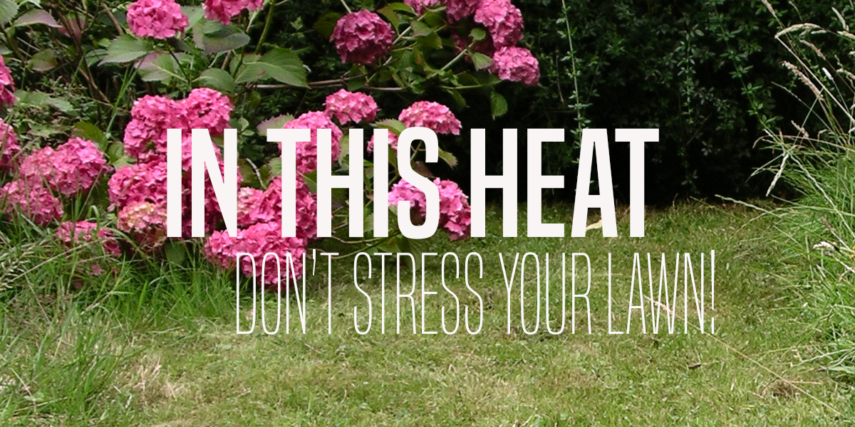 CANYONHYDROSEEDINGLAWNSTRESS image of lawn stress