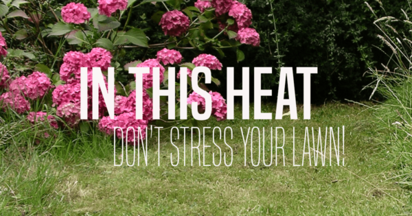 CANYONHYDROSEEDINGLAWNSTRESS image of lawn stress