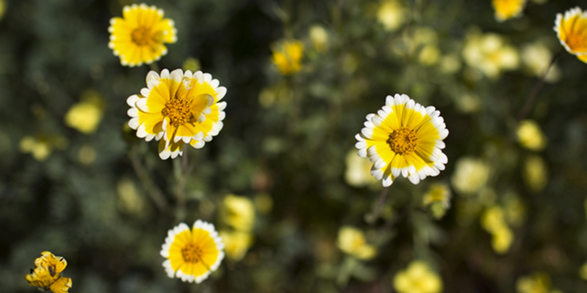drought tolerant plants socal image