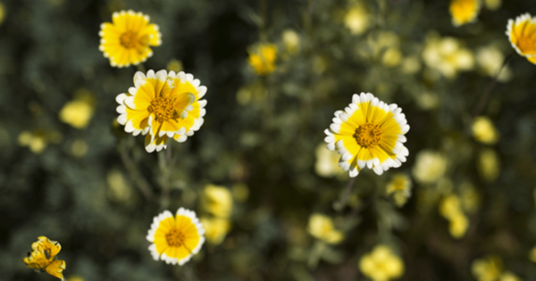 droughttolerantsocalplants drought tolerant plants socal image