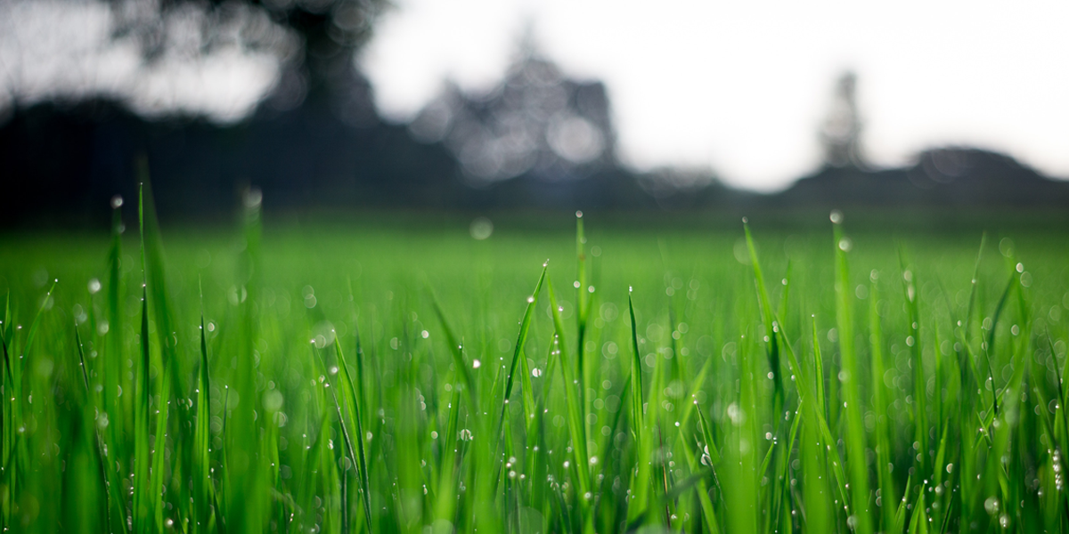 Drought Tolerant Lawn Hydroseeding Image